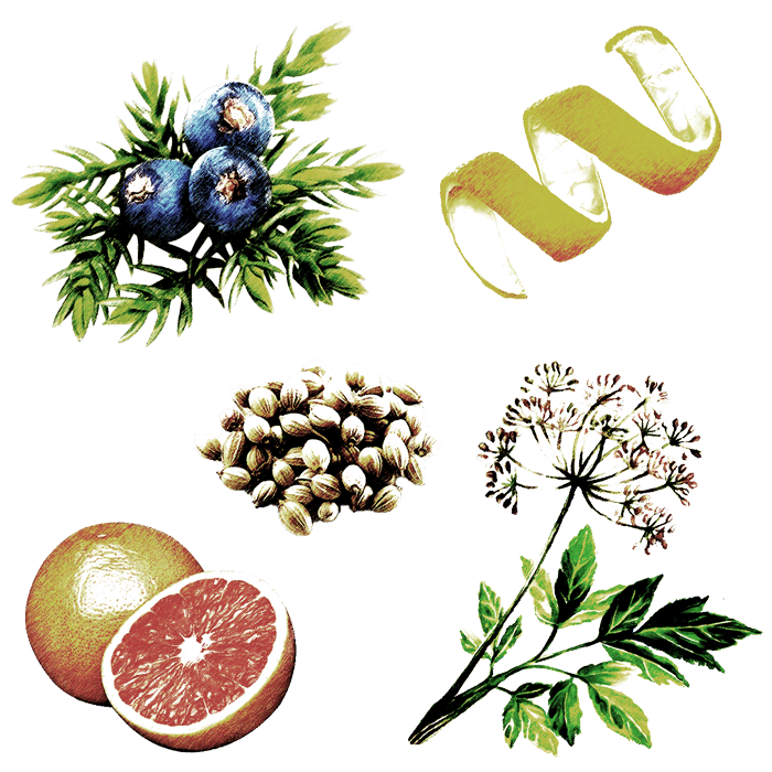 Illustrations of blueberries, a grapefruit, a piece of ginger, and plants on a white background